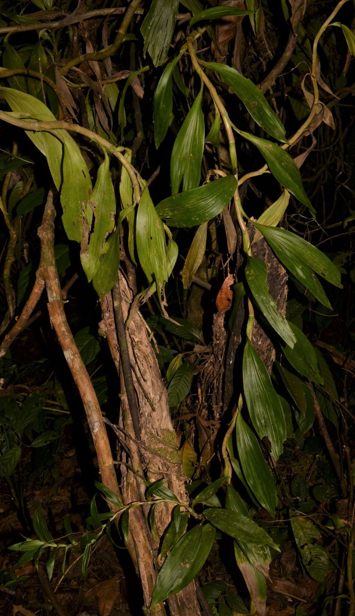 Image of Thoracocarpus