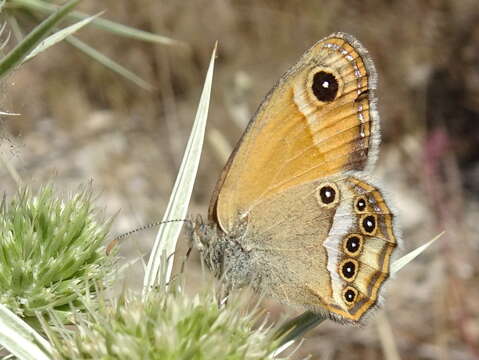 Image of Coenonympha dorus Esper 1782