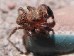 Image de Euophrys rufibarbis (Simon 1868)