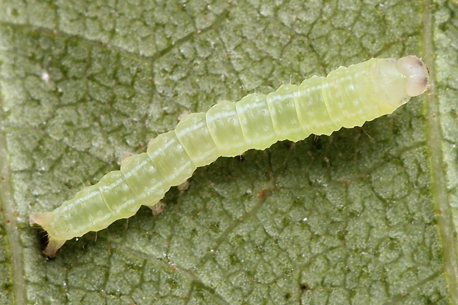 Image of green silver-lines