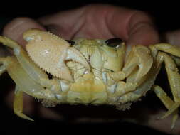 Image of Golden ghost crab