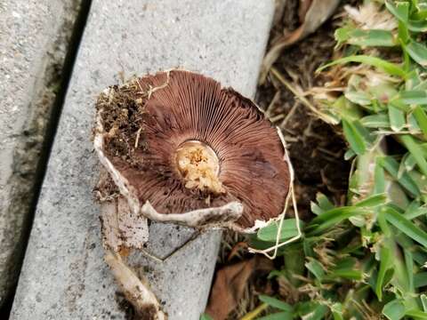 Imagem de Agaricus bitorquis (Quél.) Sacc. 1887