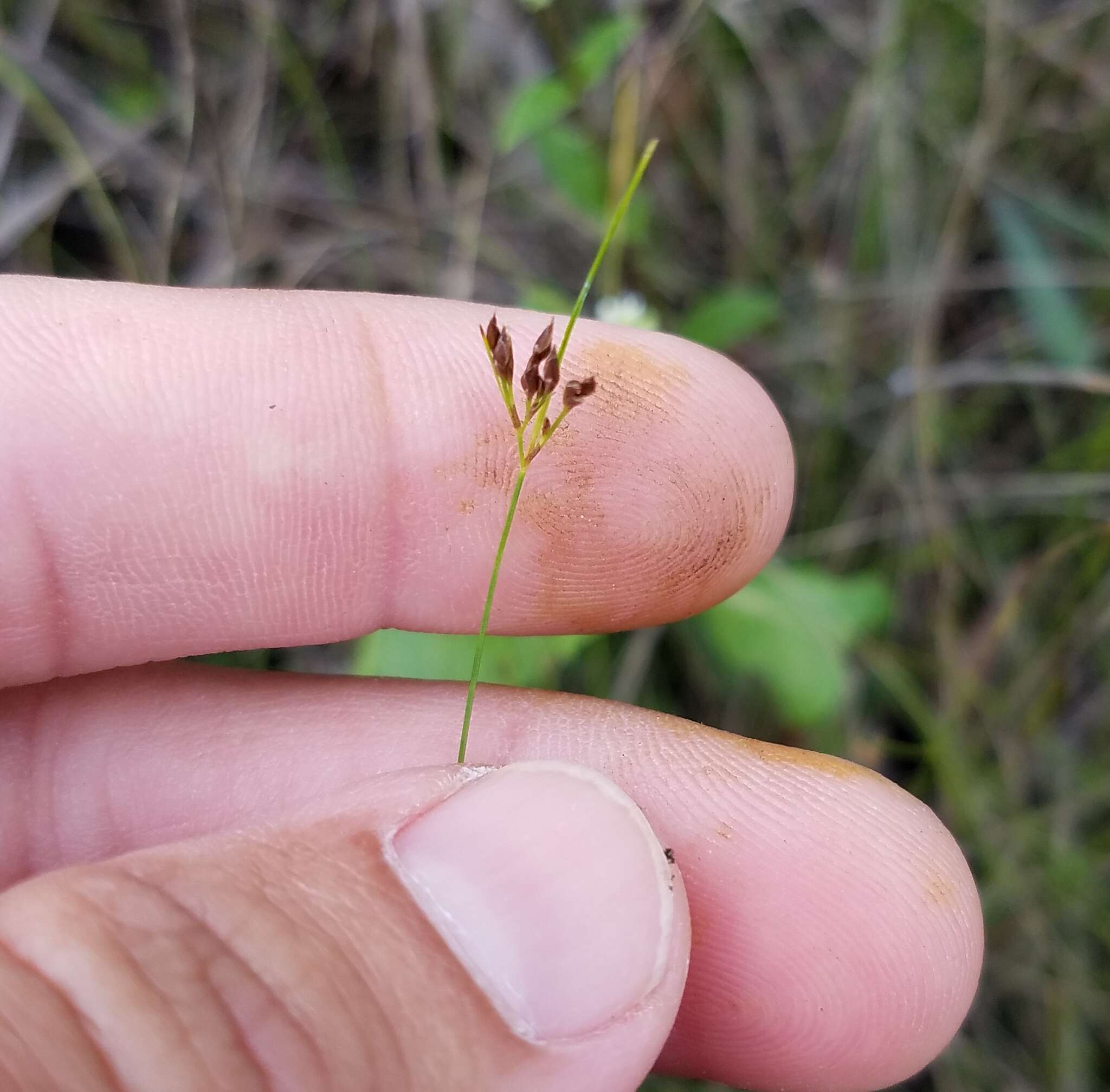 Image of Spreading Beak Sedge