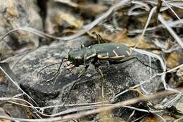 Image de Cicindela (Cicindelidia) obsoleta vulturina Le Conte 1853