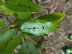 Image of Zanthoxylum nitidum (Roxb.) DC.