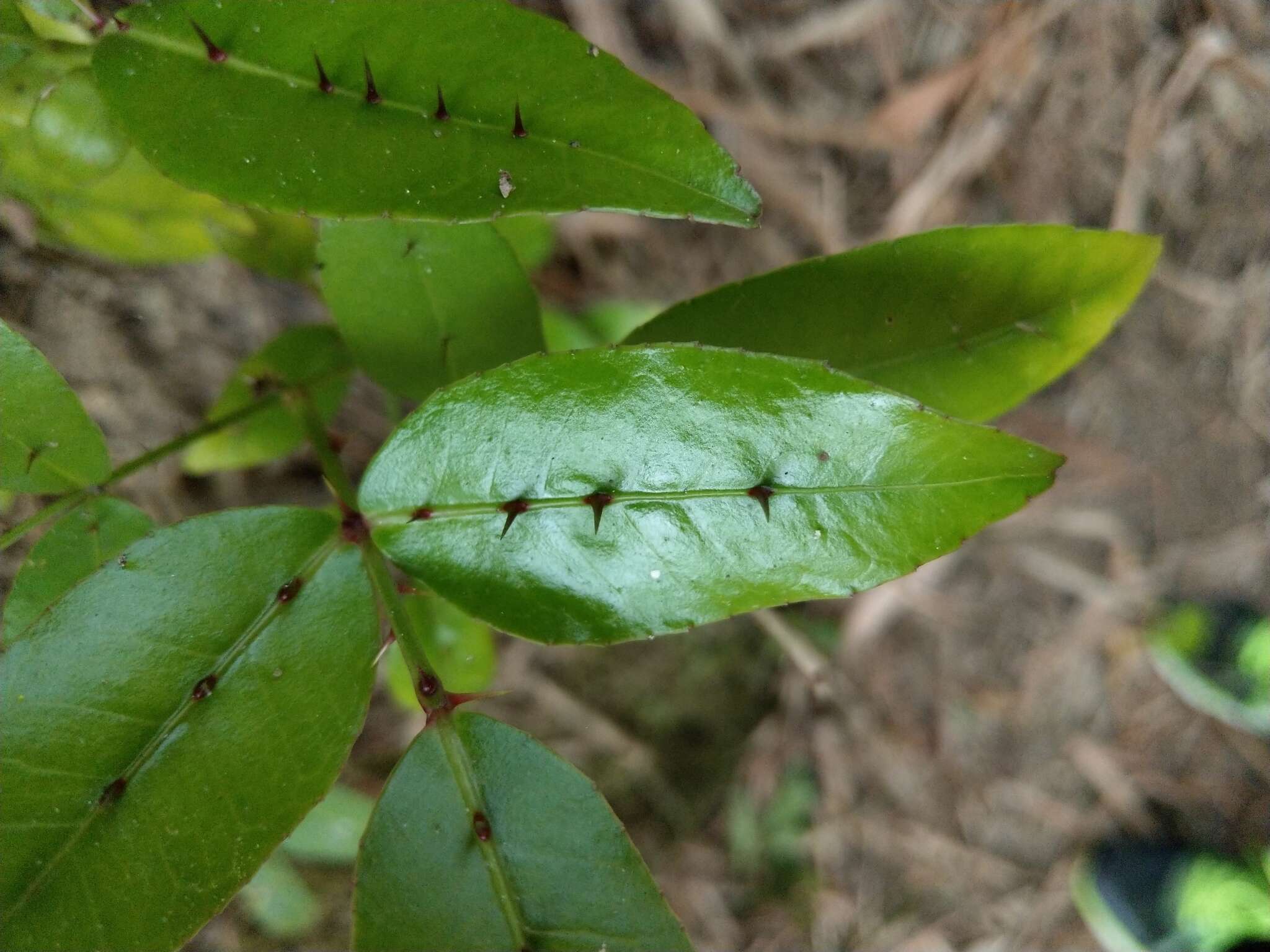 Image of Zanthoxylum nitidum (Roxb.) DC.