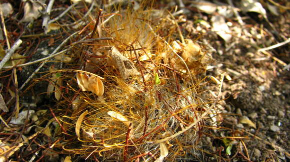 Image of Mammillaria crinita DC.