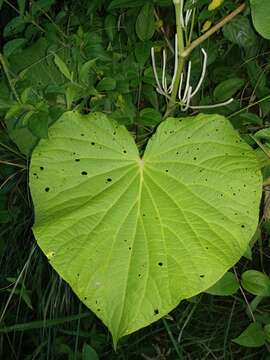 Слика од Piper umbellatum L.