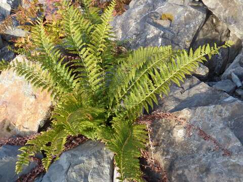 Image of Anderson's hollyfern