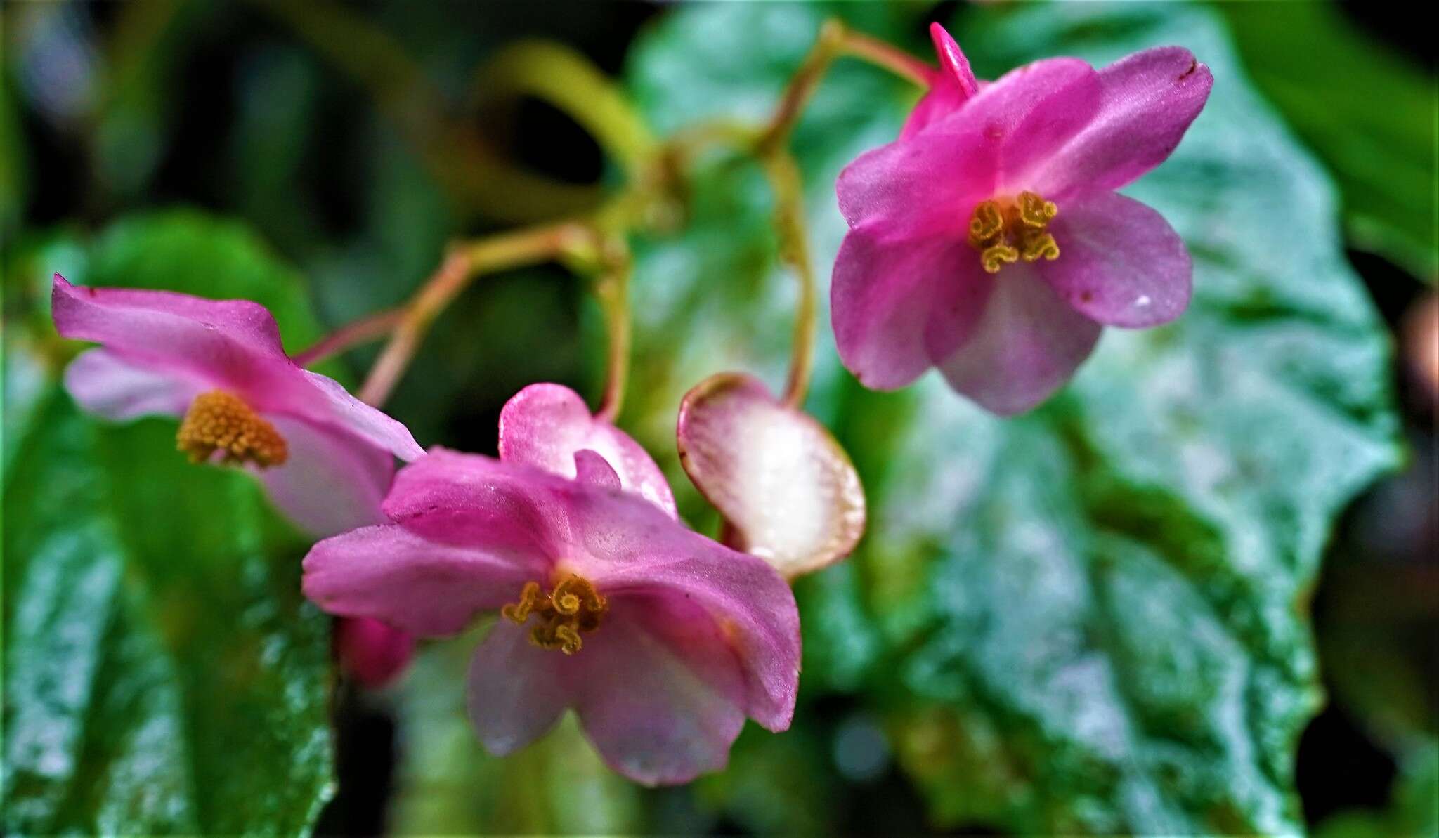 Image of Begonia formosana (Hayata) Masam.