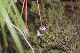 صورة Clinopodium micromerioides (Hemsl.) Govaerts