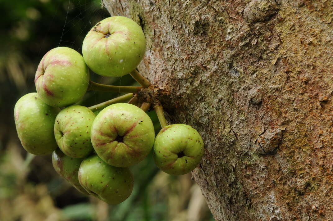 Image of Ficus variegata Bl.