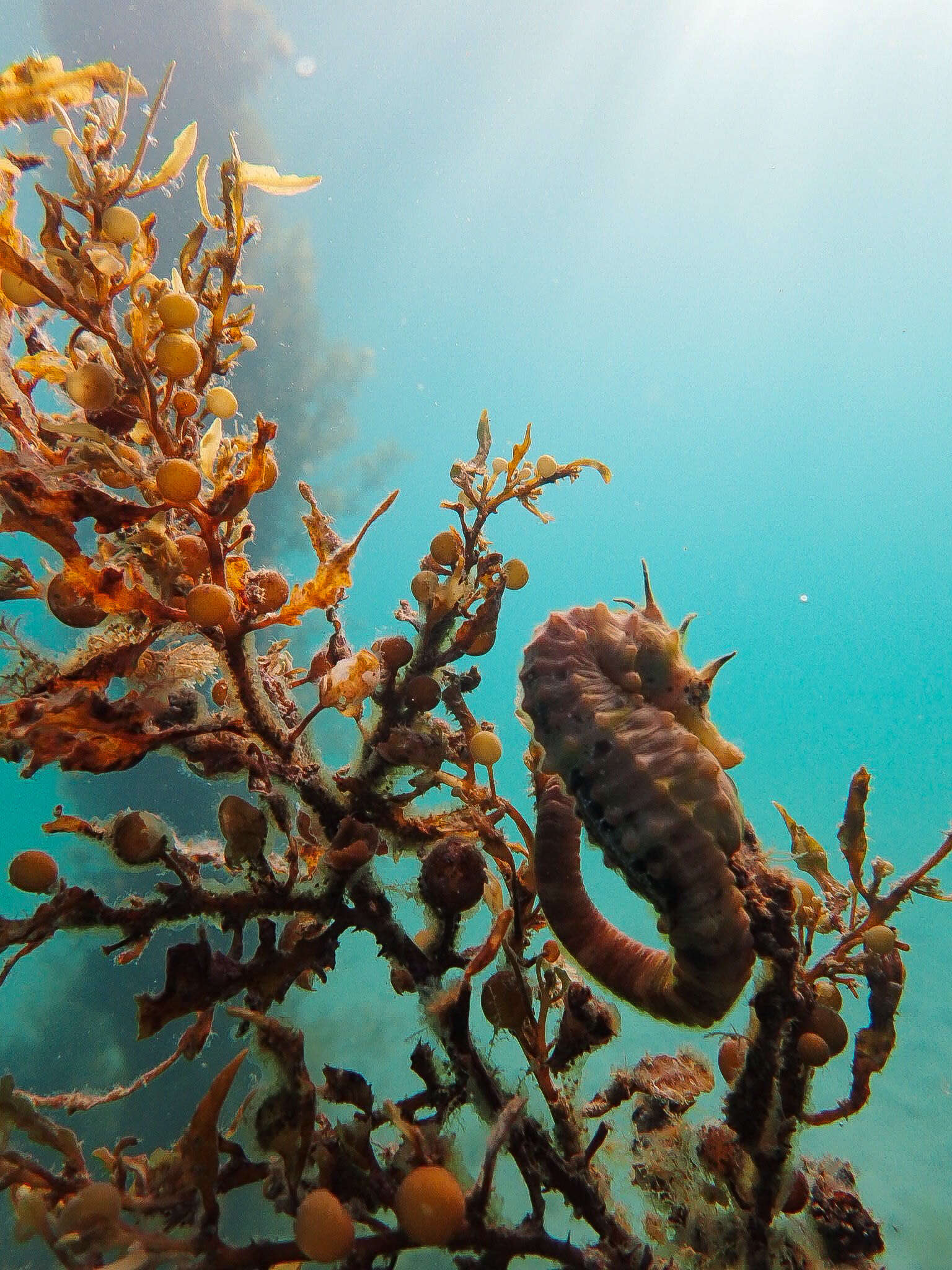 Image of Big-belly Seahorse