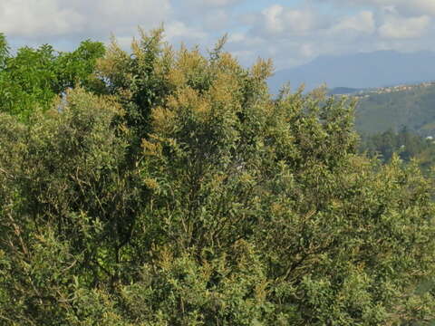 صورة Tarchonanthus littoralis