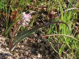 Image of Lachenalia bachmannii Baker