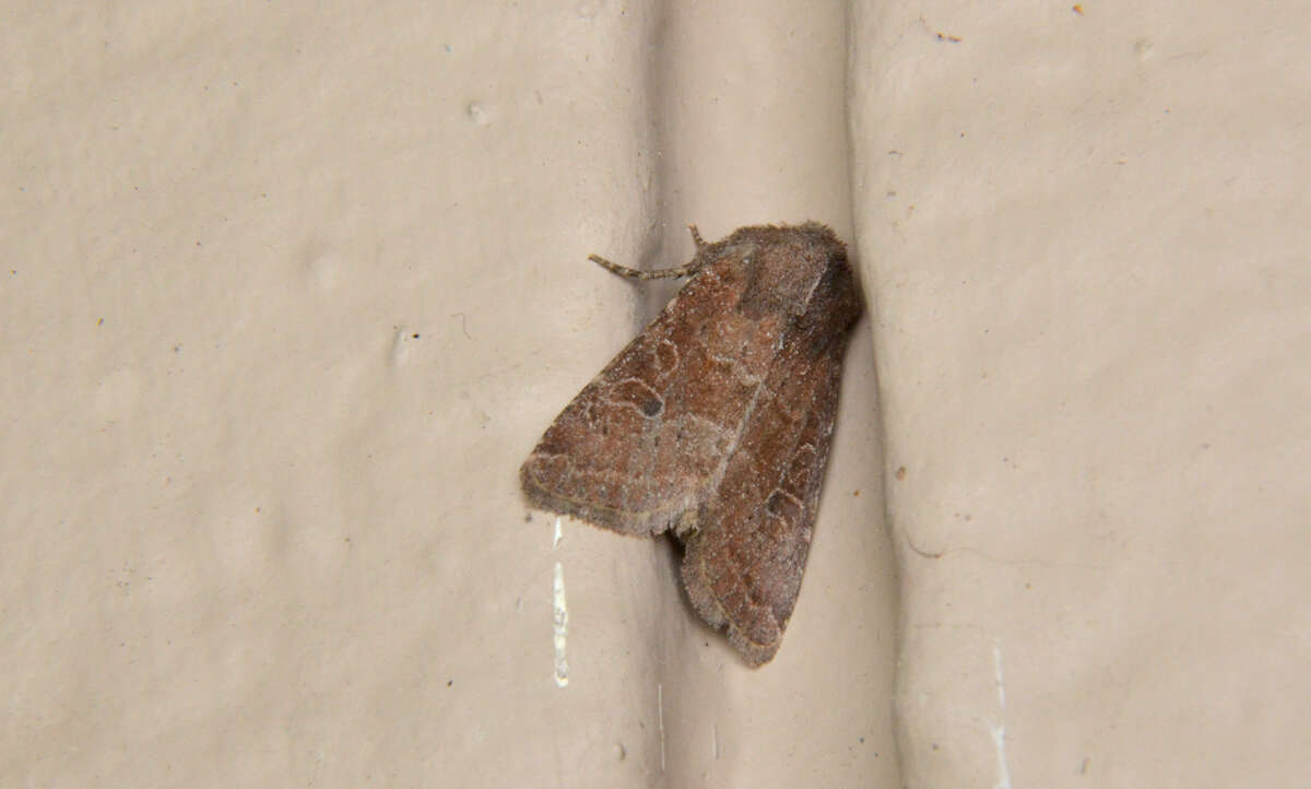 Imagem de Orthosia hibisci Guenée 1852