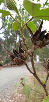 Sivun Hibiscus splendens Fras. ex R. Grah. kuva