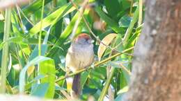 Image of Ashy-throated Parrotbill