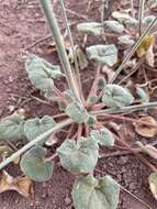 Image of kidneyshape buckwheat