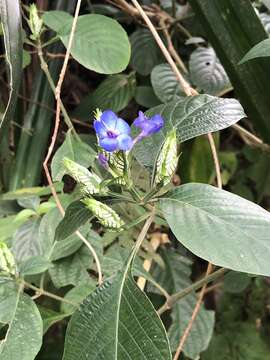 Image of blue-sage