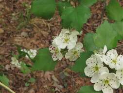 Image of Copenhagen hawthorn