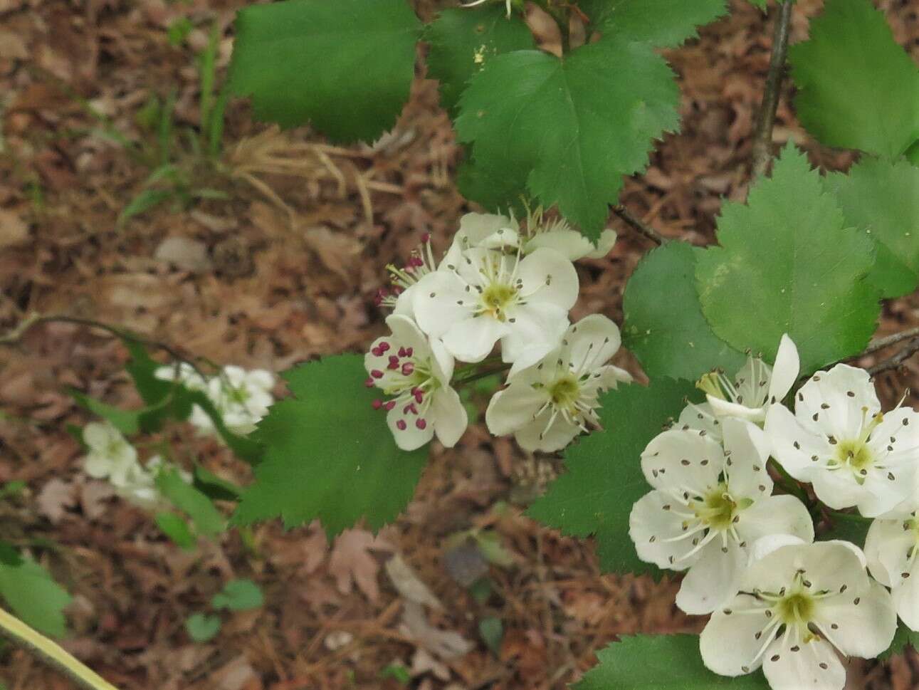 Image of Copenhagen hawthorn