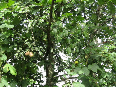 Plancia ëd Pyrus communis subsp. communis