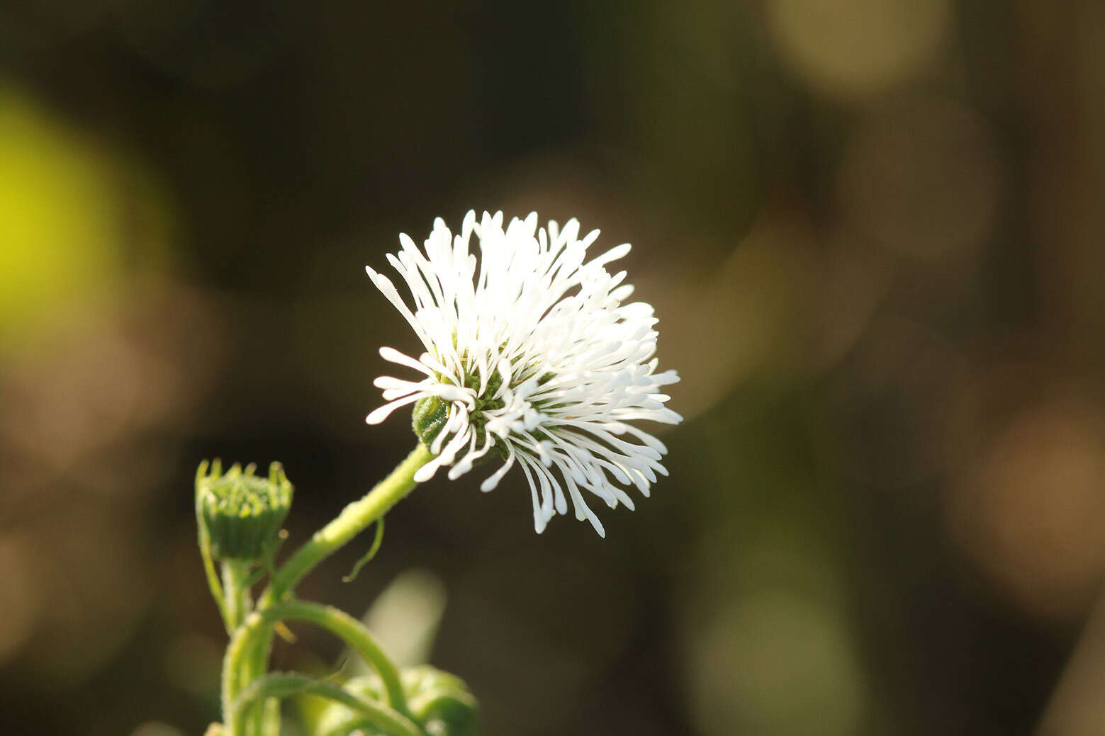 Imagem de Gymnocoronis