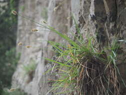 Image of Sesleria doerfleri Hayek