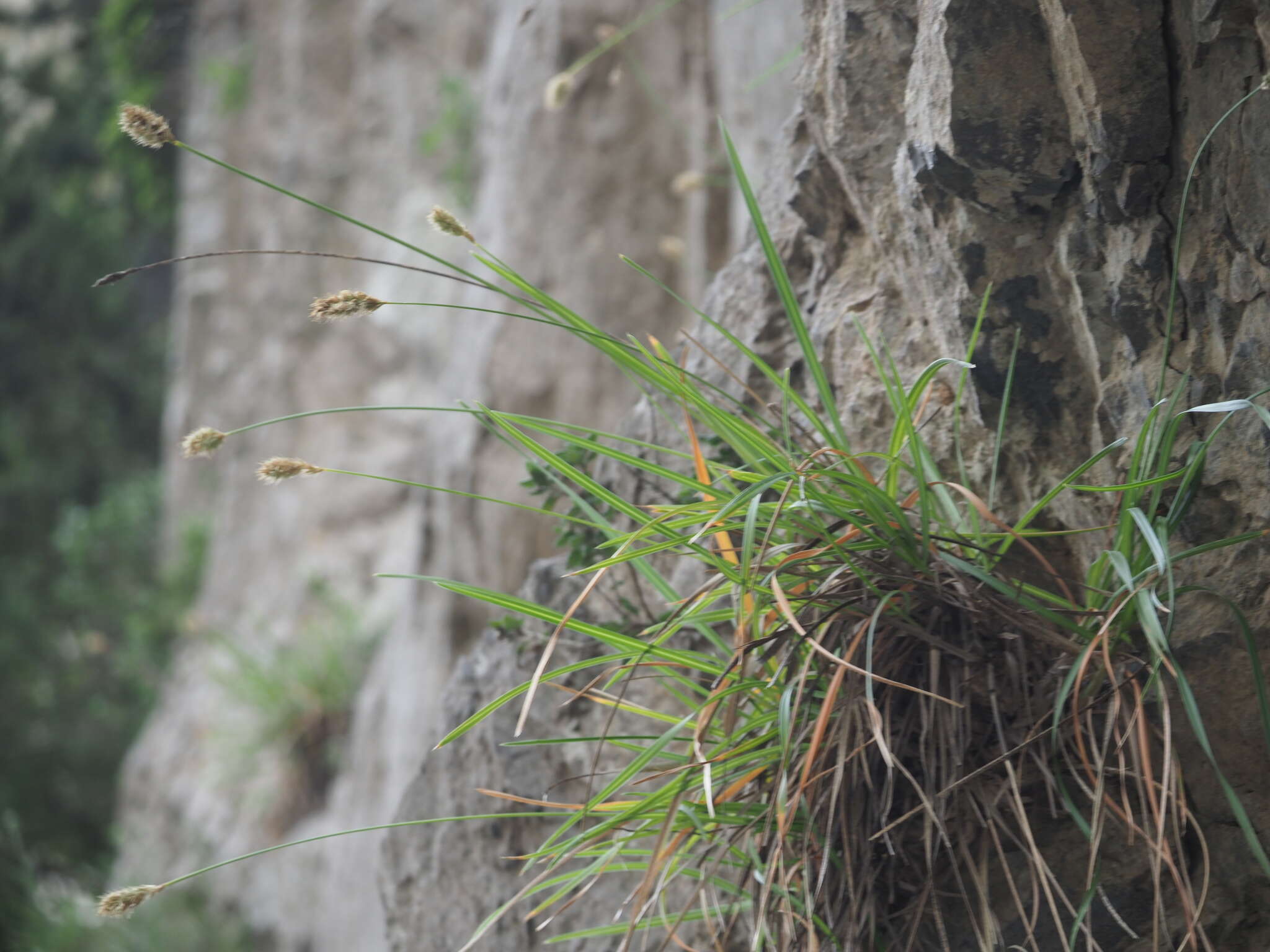Image of Sesleria doerfleri Hayek