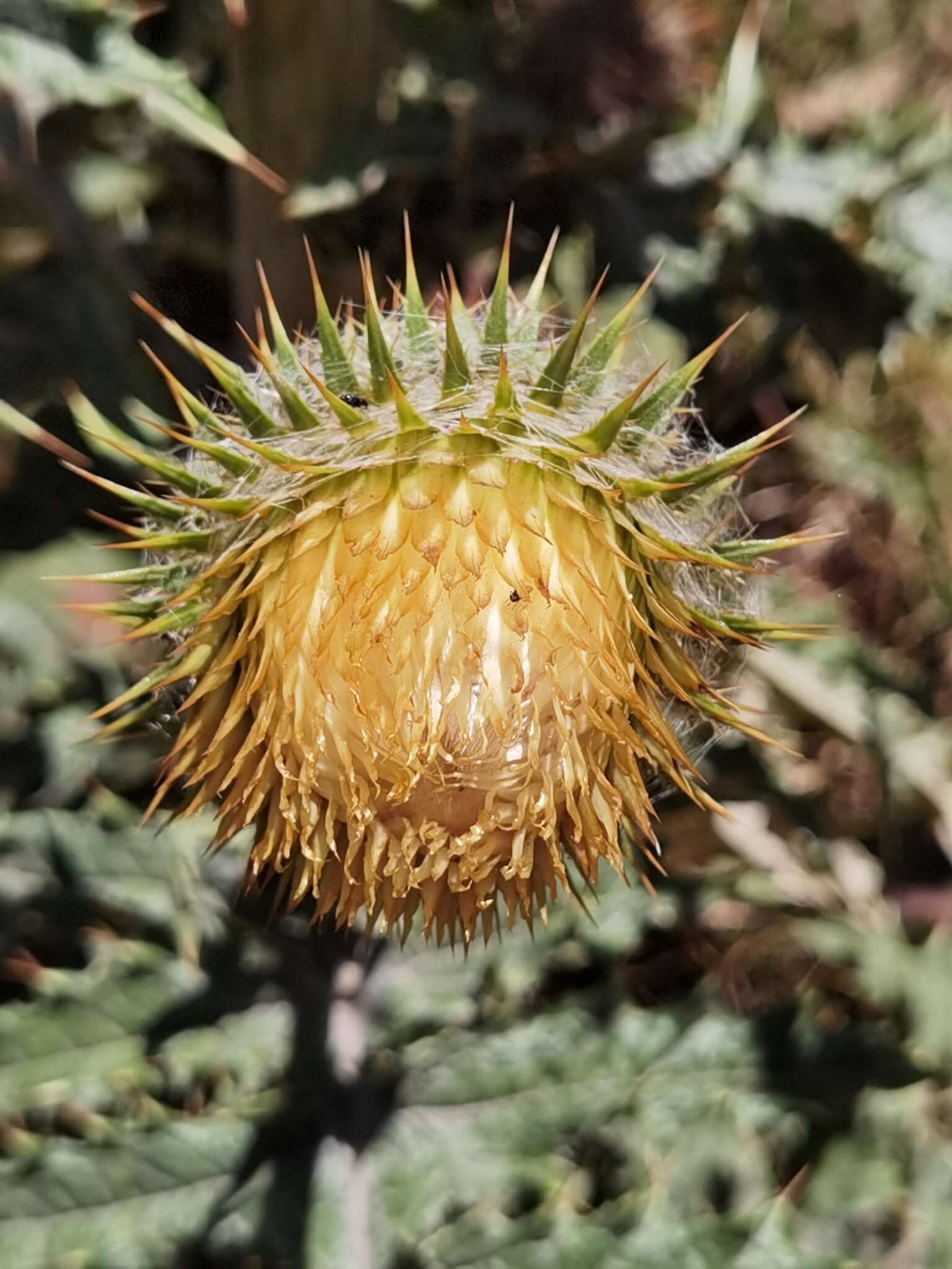 Imagem de Cirsium subcoriaceum (Less.) Sch. Bip. ex Seem.