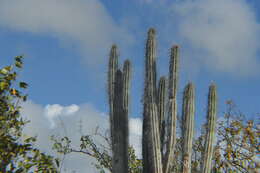 Cereus repandus (L.) Mill. resmi