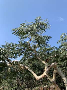 Image of Albizia tanganyicensis subsp. tanganyicensis