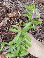 صورة Dyschoriste oblongifolia (Michx.) Kuntze