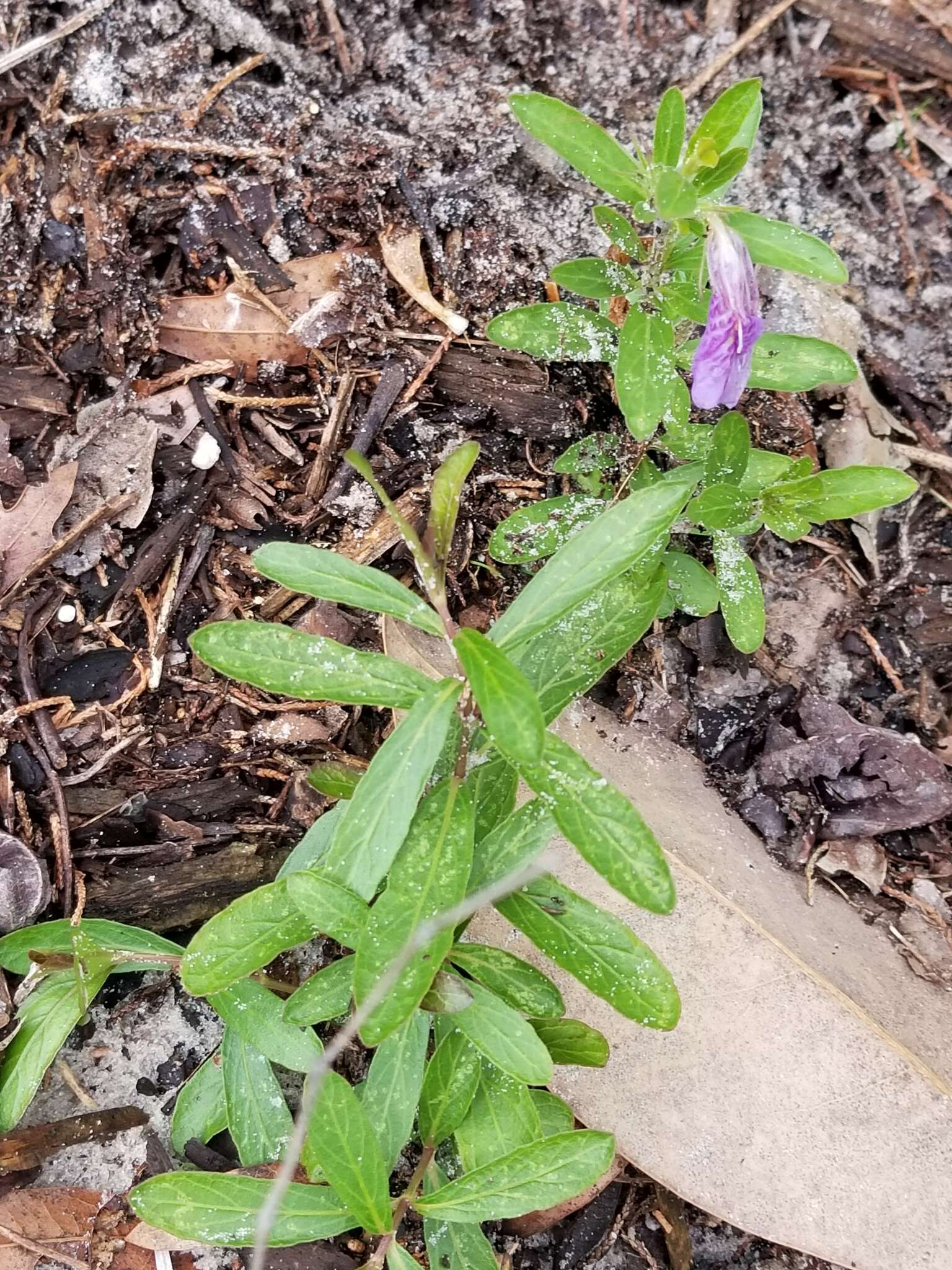 صورة Dyschoriste oblongifolia (Michx.) Kuntze