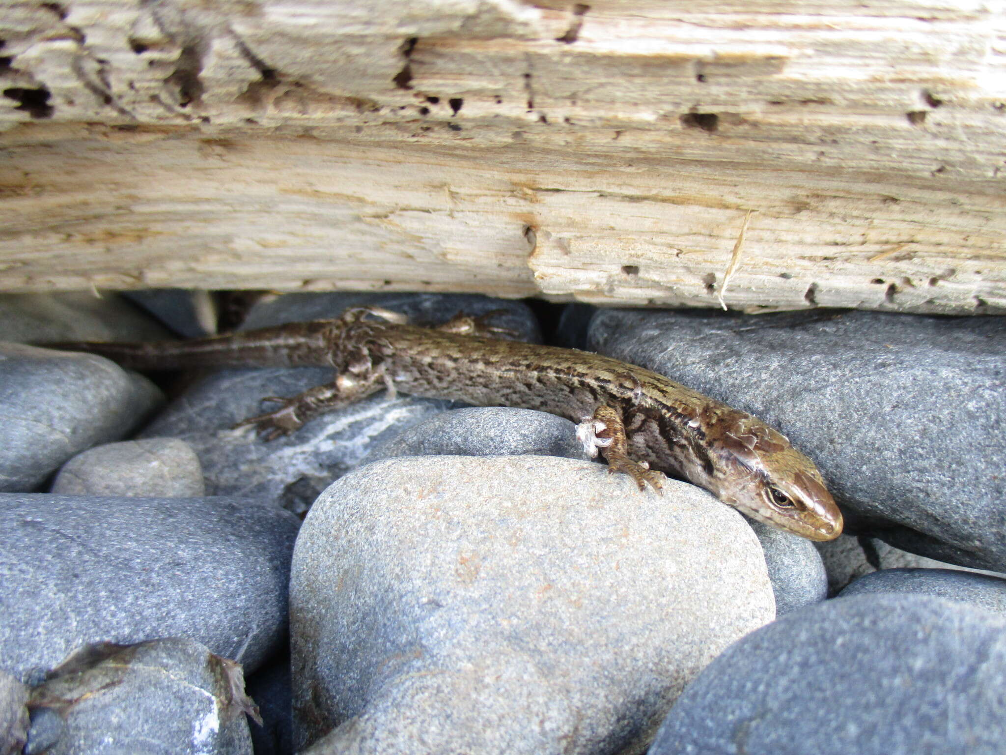 Image of MacGregor's New Zealand Skink