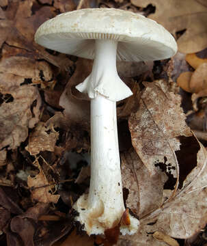 Image of False deathcap