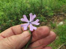 Image of cleft phlox