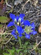 Image de Gentiana autumnalis L.