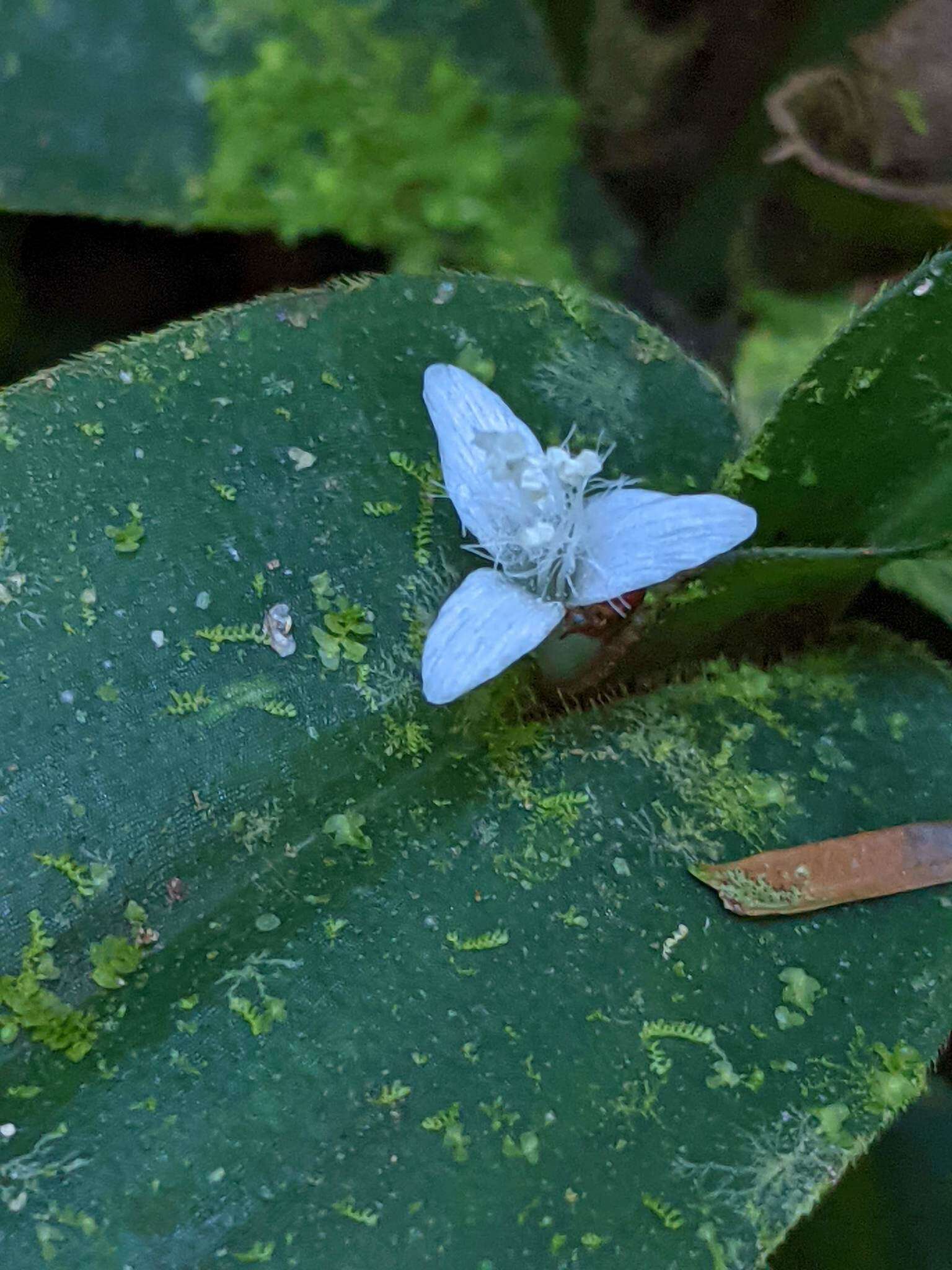 Image de Tradescantia schippii D. R. Hunt