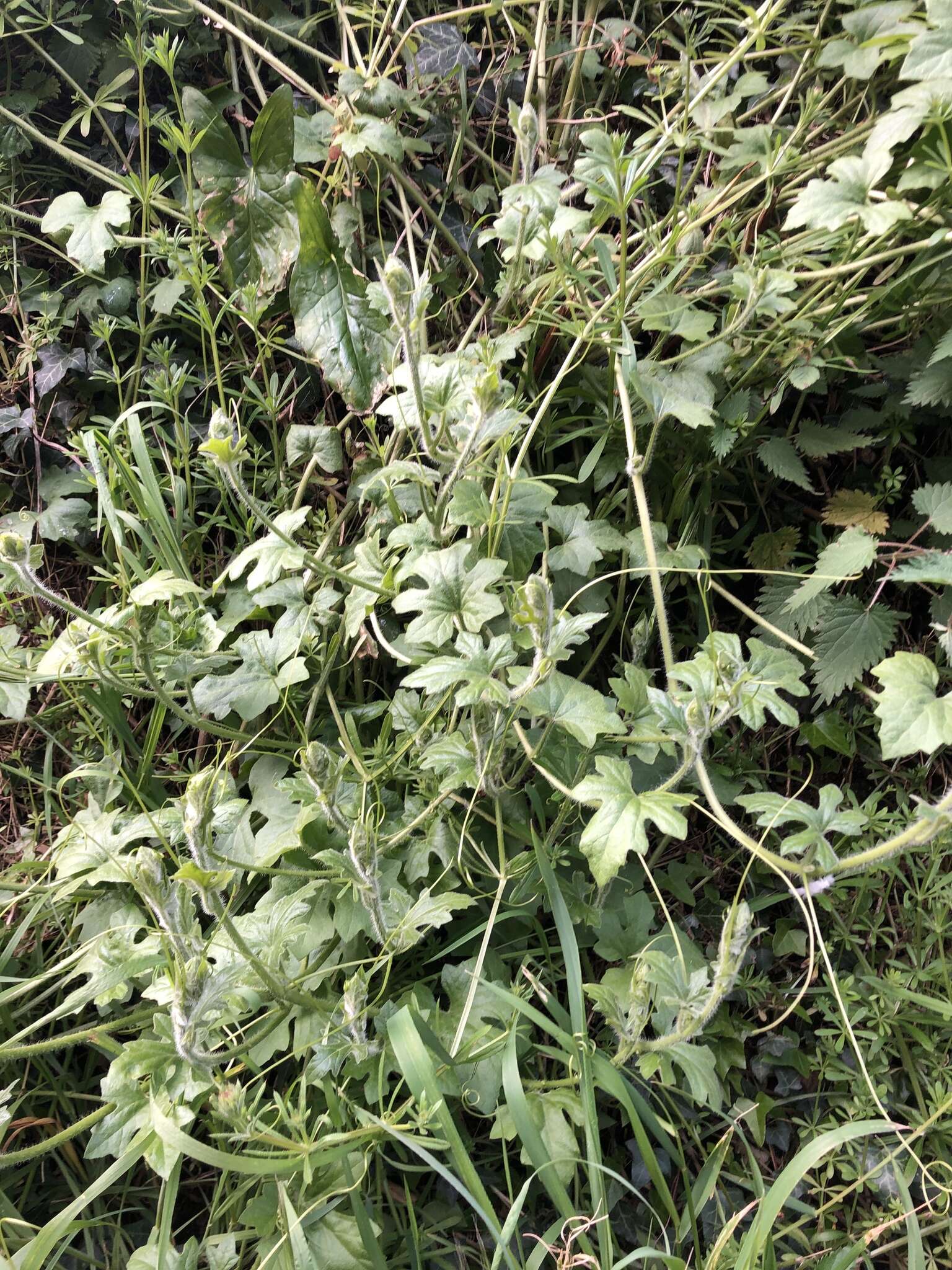 Image of white bryony