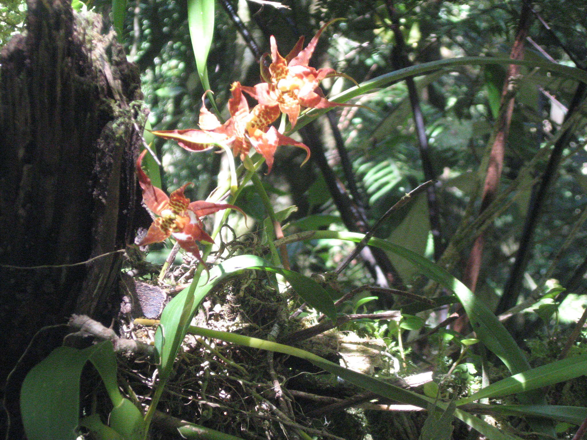 Image of Rhynchostele cordata (Lindl.) Soto Arenas & Salazar