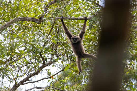 Image of Bornean Agile Gibbon