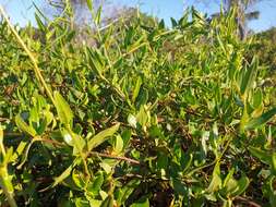 Image of Muehlenbeckia gunnii (Hook. fil.) Walp.