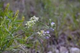 Imagem de Psoralea cyphocalyx A. Gray