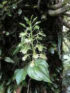 Imagem de Liparis cordifolia Hook. fil.