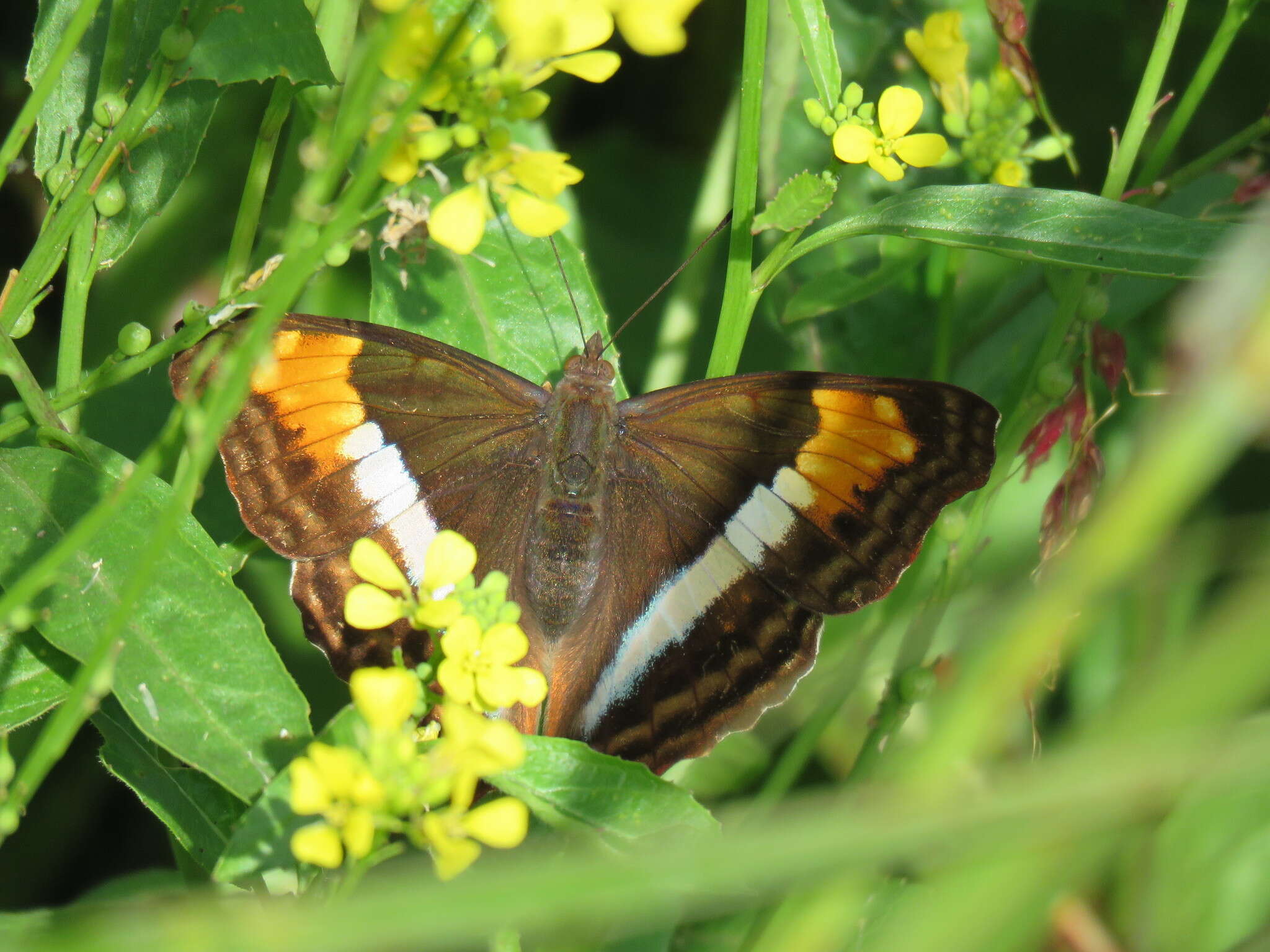 Imagem de Doxocopa laurentia Godart 1823