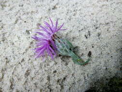 Слика од Centaurea borysthenica Gruner