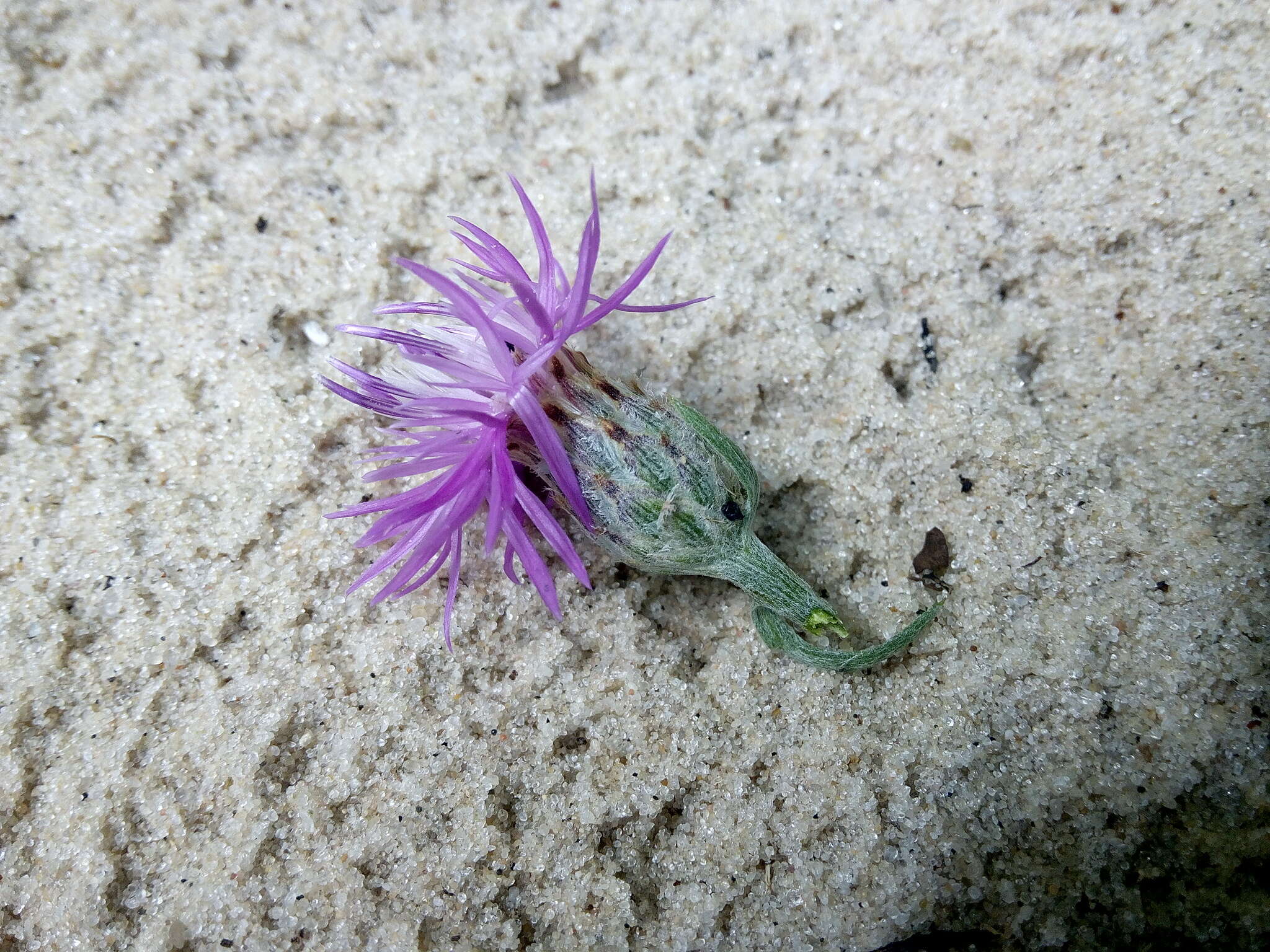 Plancia ëd Centaurea borysthenica Gruner