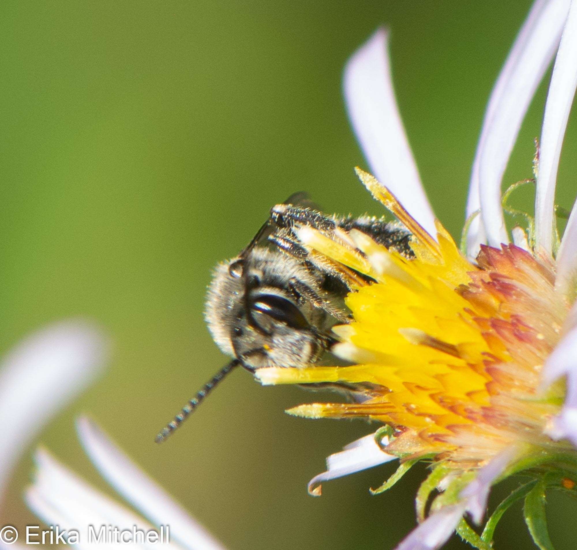 Plancia ëd Lasioglossum leucozonium (Schrank 1781)